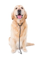 Dog with stethoscope looking at camera