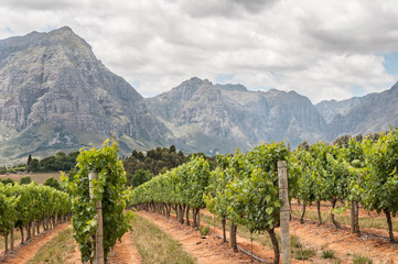 Fototapeta na wymiar View of vineyards near Stellenbosch