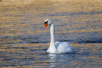 Swan