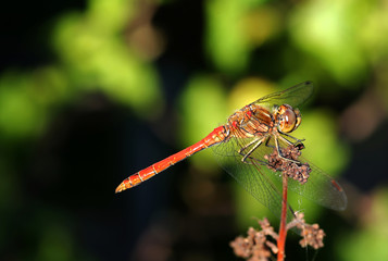 Ruddy darter (Sympetrum sanguineum) on top of a branch