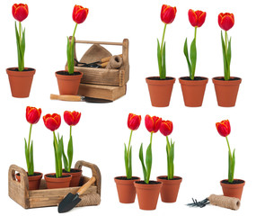 Tulips in pots isolated
