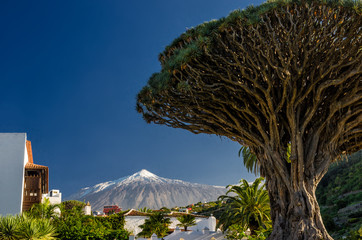Drachenbaum und Teide auf Teneriffa - obrazy, fototapety, plakaty