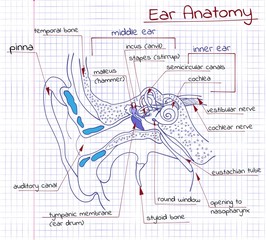 anatomy of the Ear