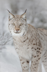 Naklejka premium Lynx in winter