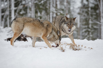 Grey wolves at moose carcass