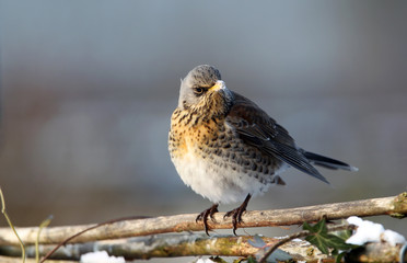 fieldfare(Turdus pilaris)  on a fence
