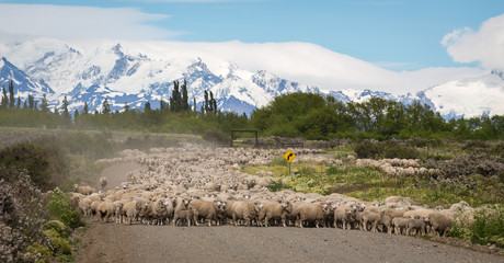 Transhumance de mouton en Patagonie