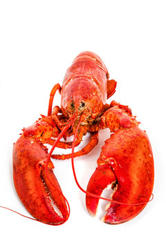 Cooked Lobster