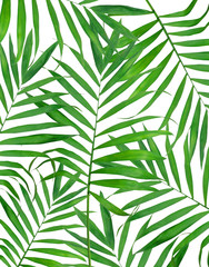 Green leaves of fern background