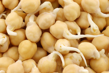background of sprouted chick peas 