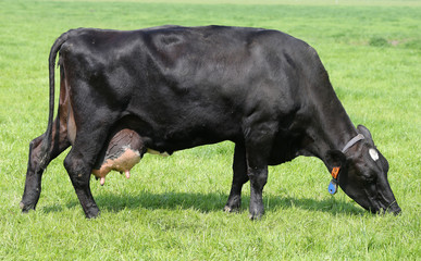 Dutch dairy cow grazing on a pasture