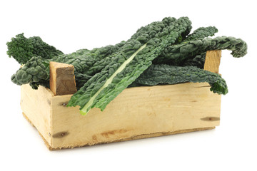 Palm Cabbage 