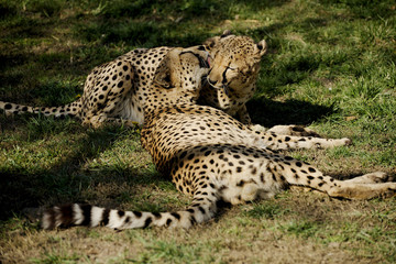 Cheetas