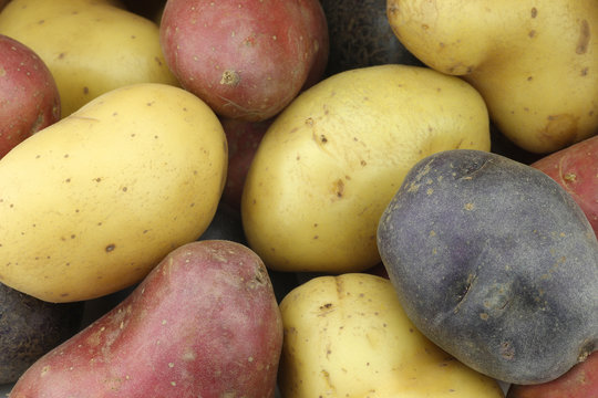 background of yellow, red and purple potatoes 