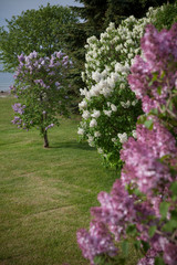 Obraz premium purple white lilac bloom spring bush mackinac