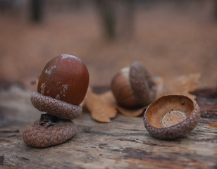 Autumn leaves acorns