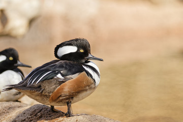 hooded merganser