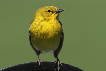 Male Pine Warbler (Dendroica Setophaga pinus)