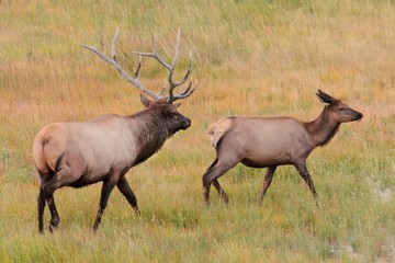 Naklejka na ściany i meble Pair of Elk in Yellowstone