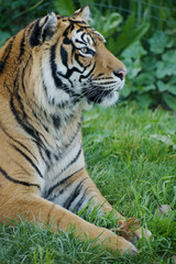 Fototapeta premium Sumatra Tiger