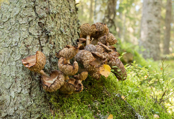 Mushrooms on tree