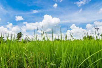 Fototapeta premium Rice field
