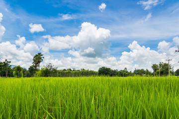 Obraz premium Rice field