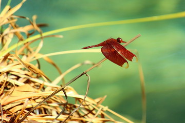 Beautiful dragonfly