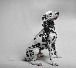 Dalmatian dog sitting
