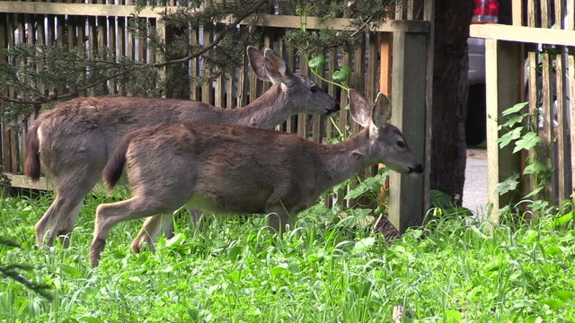 Blacktail Deer in Urban Environment
