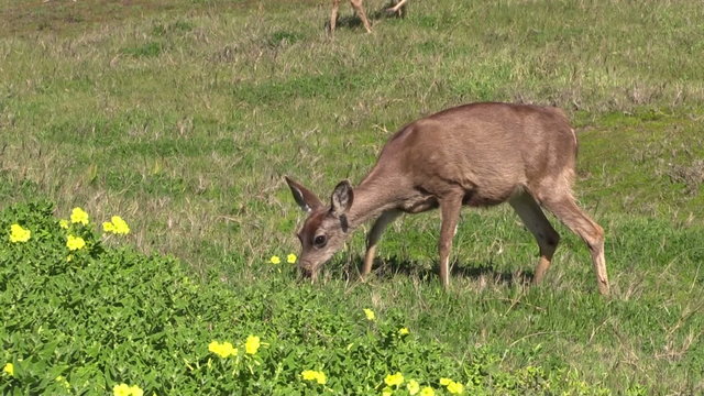 Blacktail deer Doe
