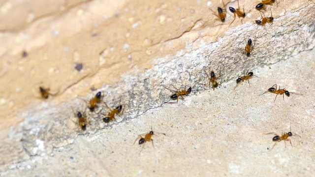 Macro of common sugar ants grouping against side of brick in 4k