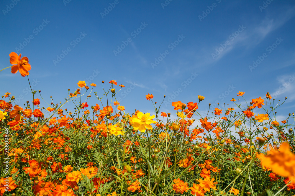 Wall mural yellow cosmos flower in garden