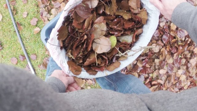 Autumn leaves in trash bag