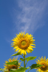Obraz premium sun flower in garden