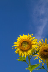 sun flower in garden