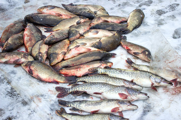 Alive carp and pike for sale