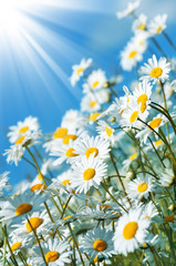 Beautiful daisies in the sun on the sky background