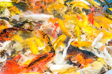 Obraz na płótnie Canvas Koi fish in pond,colorful natural background
