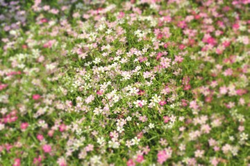 Gypsophila flowers - pink flowers in nature