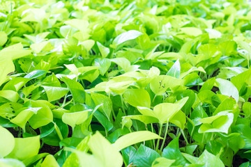 Green ivy leaves on tree