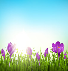 Obraz na płótnie Canvas Green grass lawn with violet crocuses and sunrise on blue sky. F