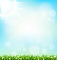 Fototapeta na wymiar Green grass lawn with chamomiles on blue sky. Floral nature spri