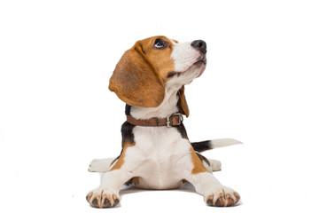 beagle dog on white background - obrazy, fototapety, plakaty