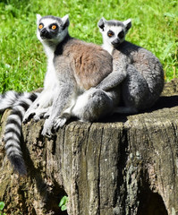 Ring tailed lemur couple