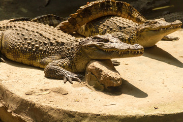 crocodile basking in the ground