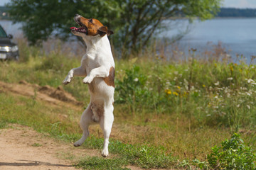 Naklejka na ściany i meble dog jumping