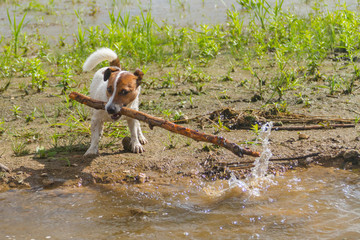 Dog playing with stick