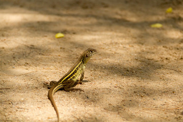 Lizard on the sandy path