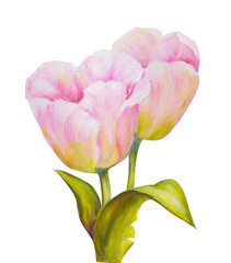 Tulips isolated on white, oil painting